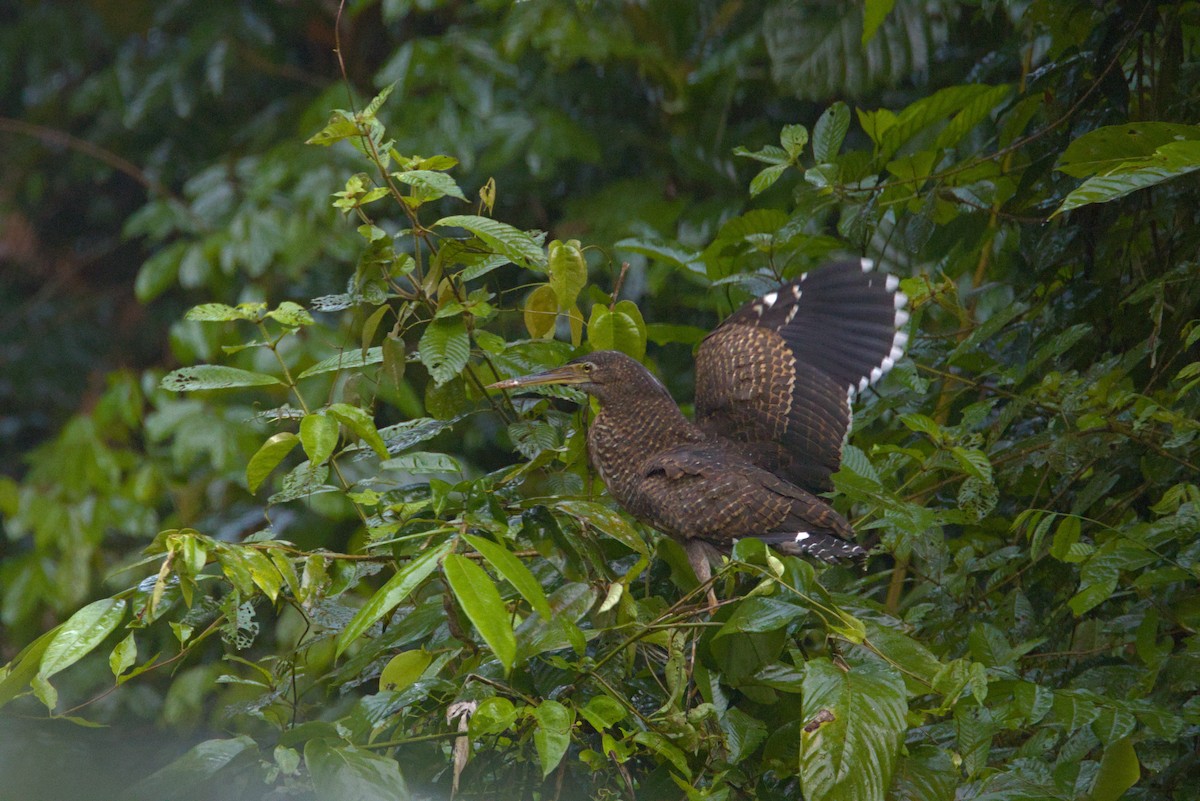 White-crested Tiger-Heron - ML646648101