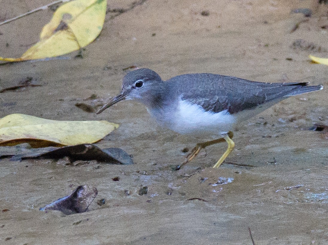 Kuliska orbanduna - ML646648105