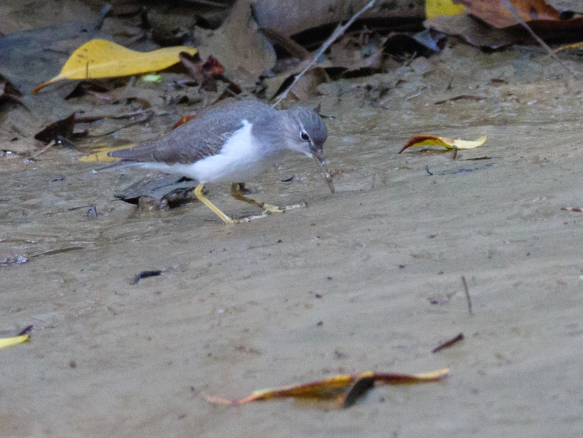 Kuliska orbanduna - ML646648106