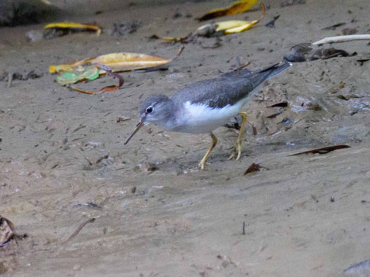 Kuliska orbanduna - ML646648107