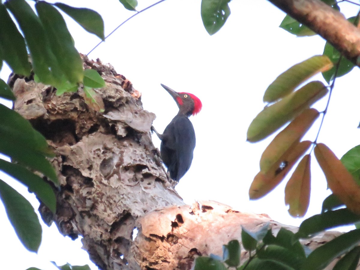 Andaman Kara Ağaçkakanı - ML646648108