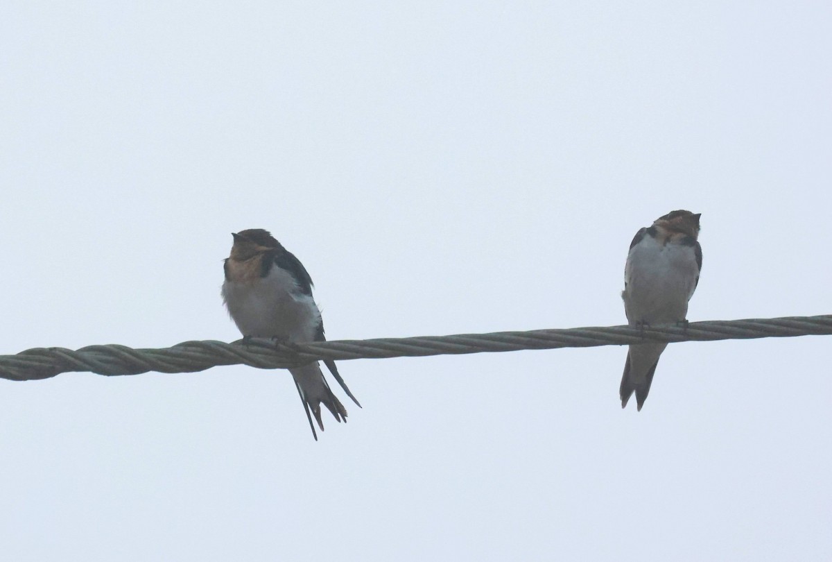 Ethiopian Swallow - ML646648109