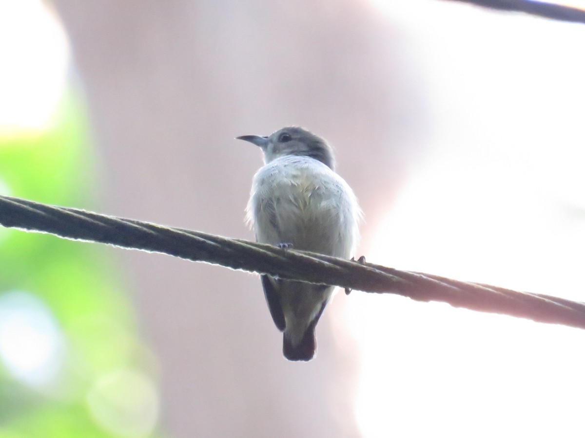 Andaman Öksekuşu - ML646648110