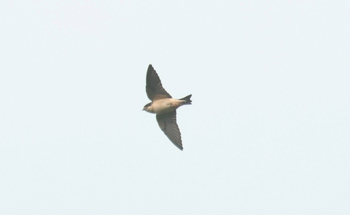 Preuss's Swallow - ML646648111