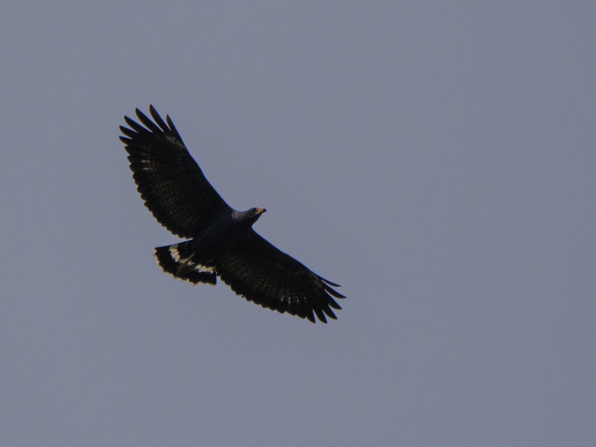 Common Black Hawk - ML646648113