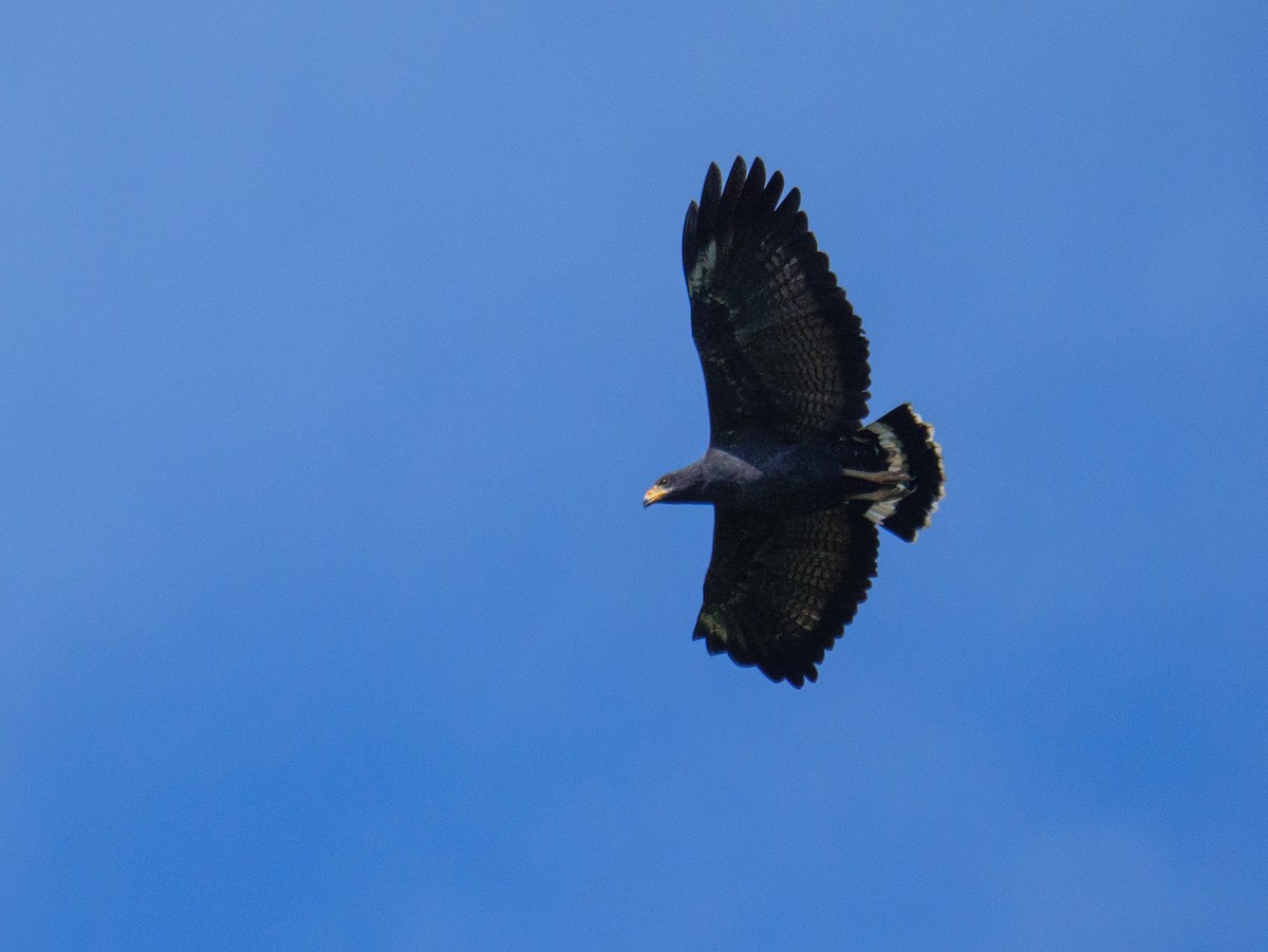 Common Black Hawk - ML646648114