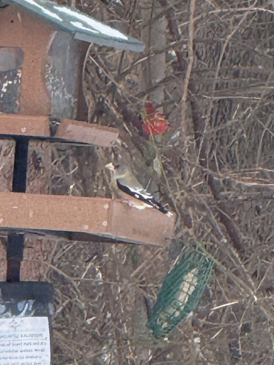 Кіпаль жовтобровий - ML646648115