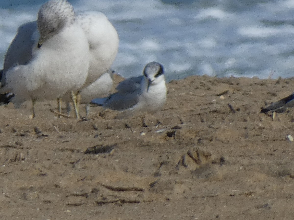 Forster's Tern - ML646648121