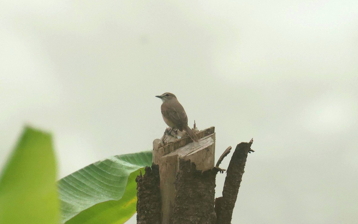 Pale Flycatcher - ML646648123