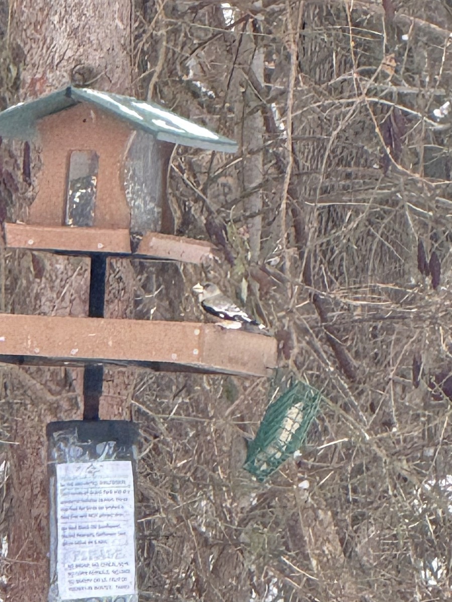 Кіпаль жовтобровий - ML646648125