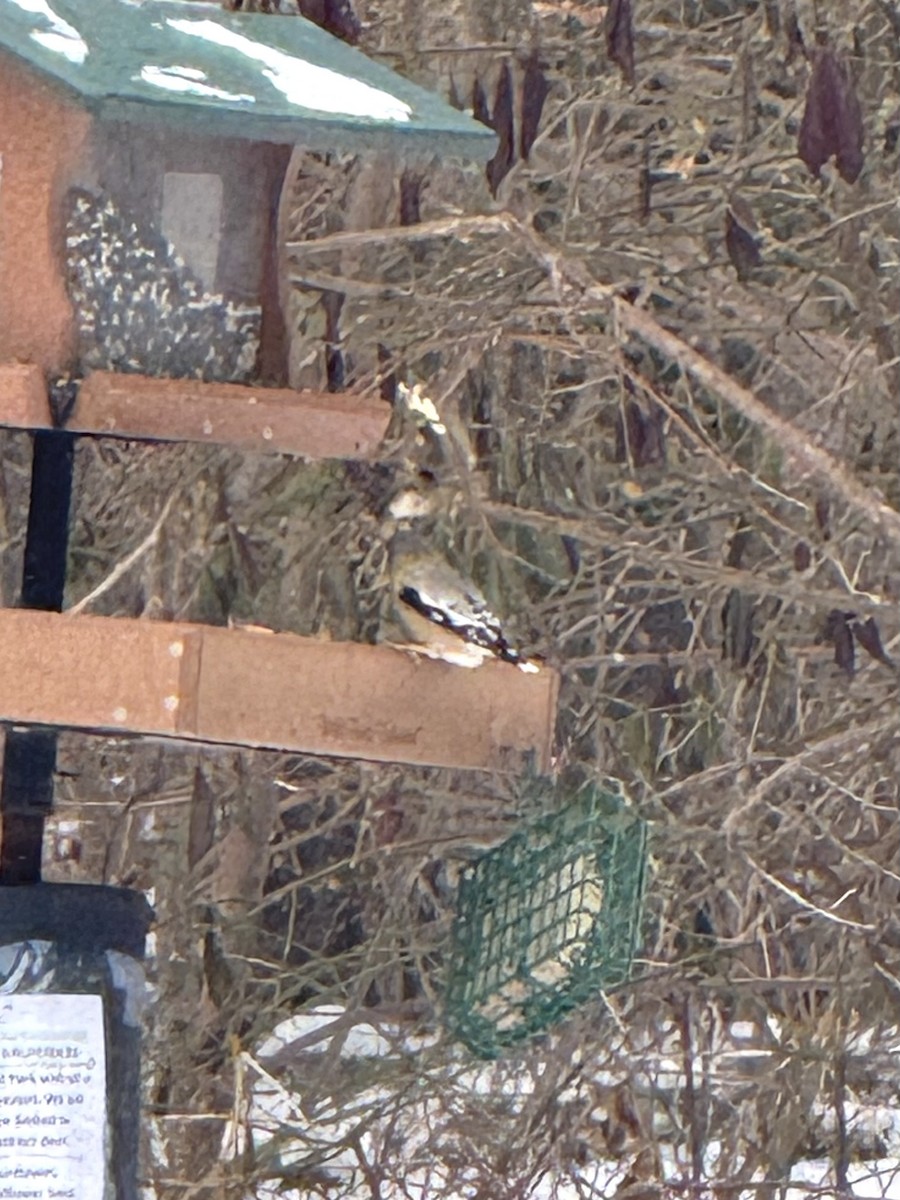 Кіпаль жовтобровий - ML646648134