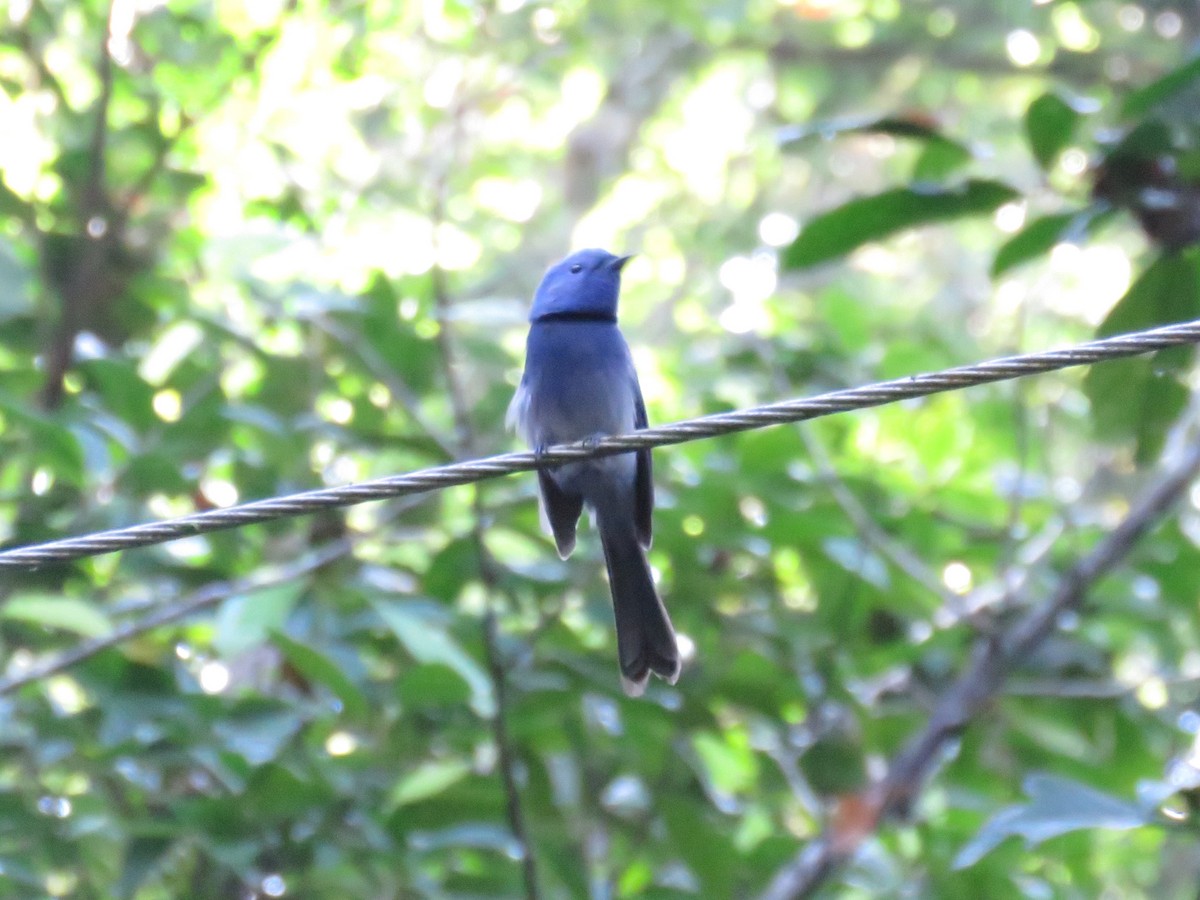 Gök Mavisi Monark - ML646648136