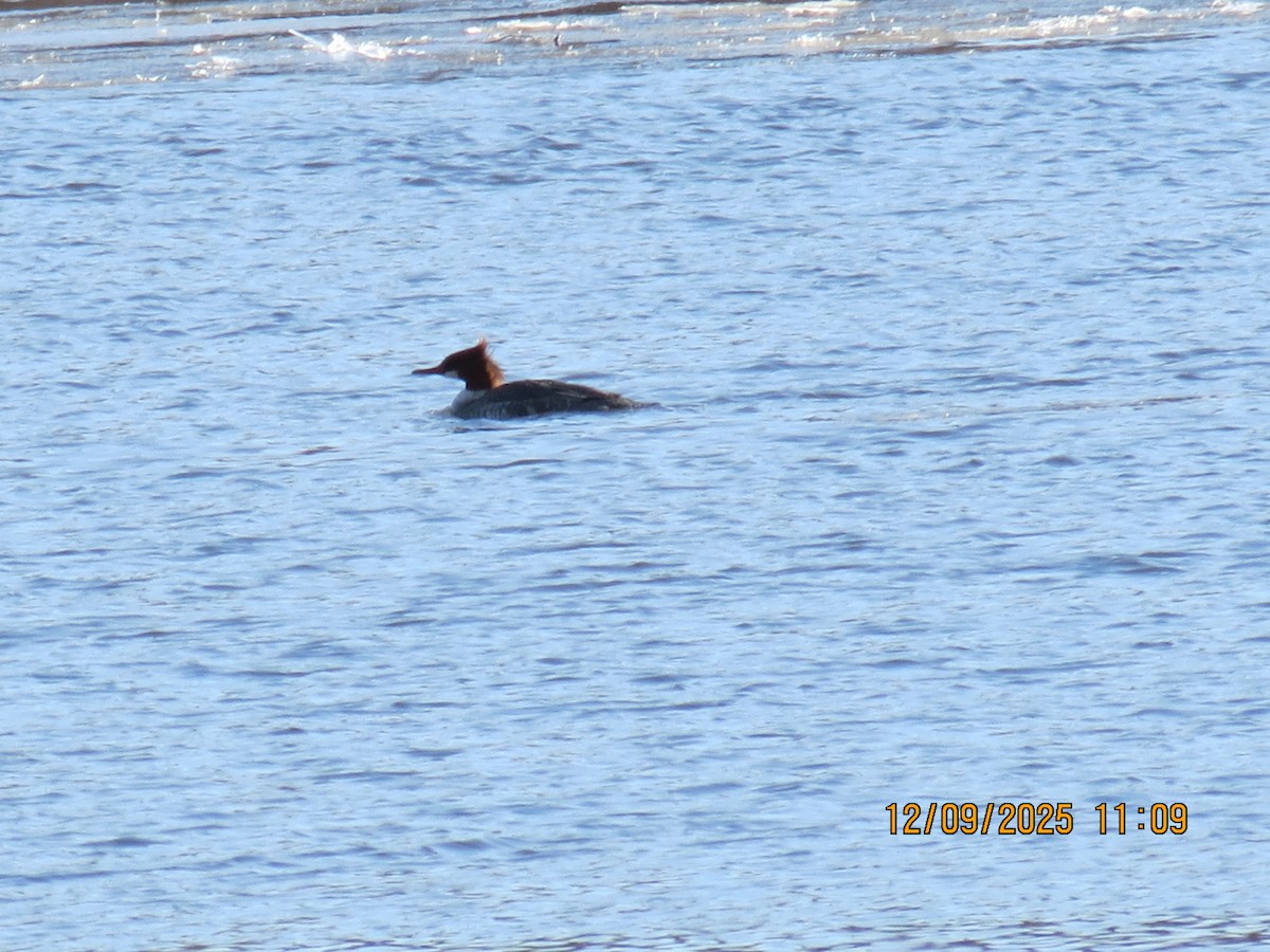 Common Merganser - ML646648137