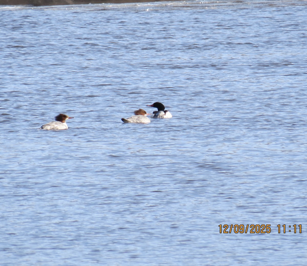Common Merganser - ML646648138