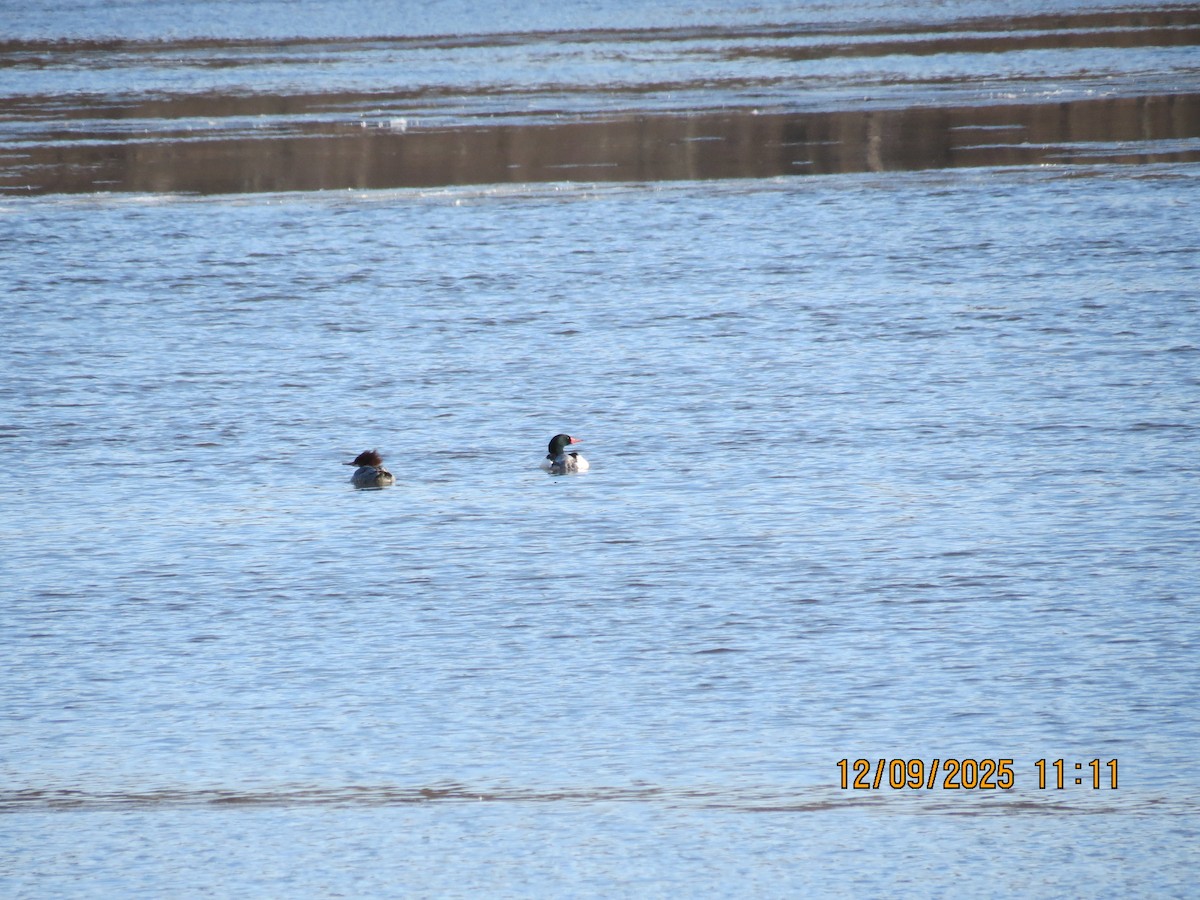 Common Merganser - ML646648139