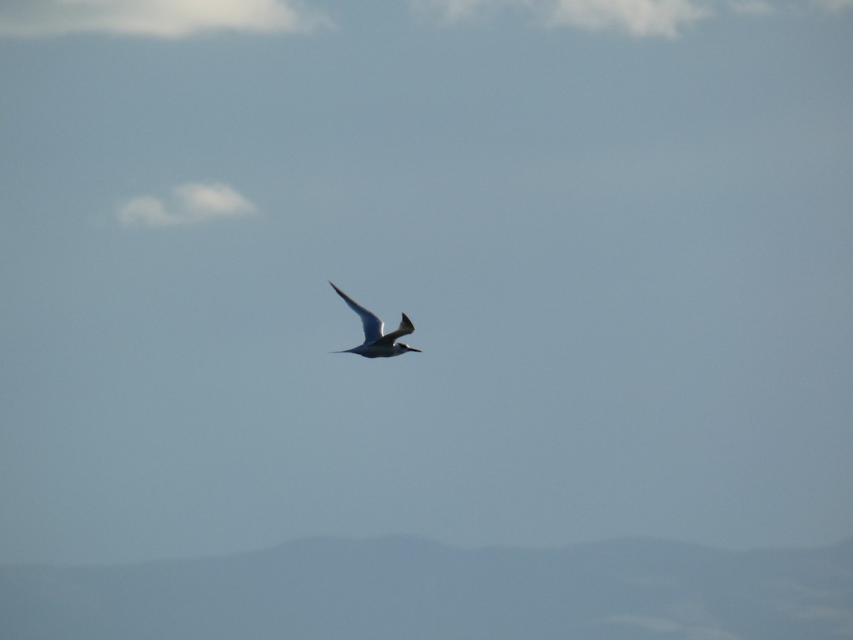 Крячок рябодзьобий - ML646648141