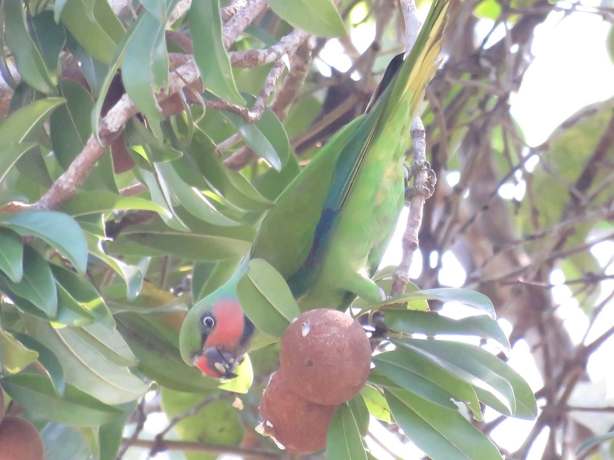 Uzun Kuyruklu Yeşil Papağan - ML646648144