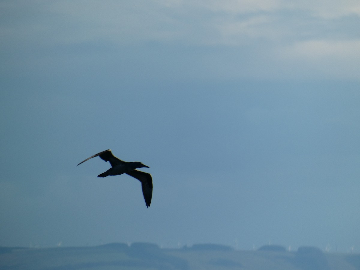 Alcatraz Atlántico - ML646648146