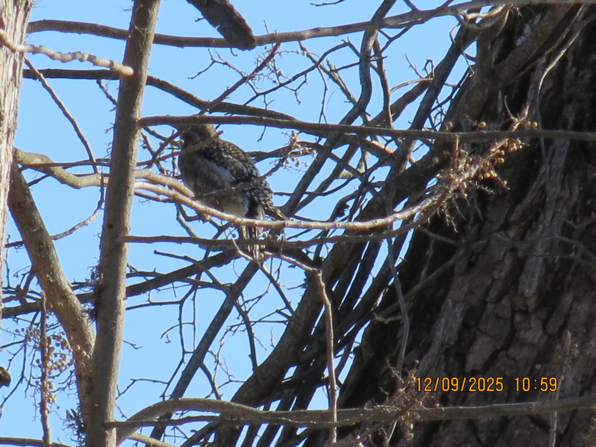 Yellow-bellied Sapsucker - ML646648153