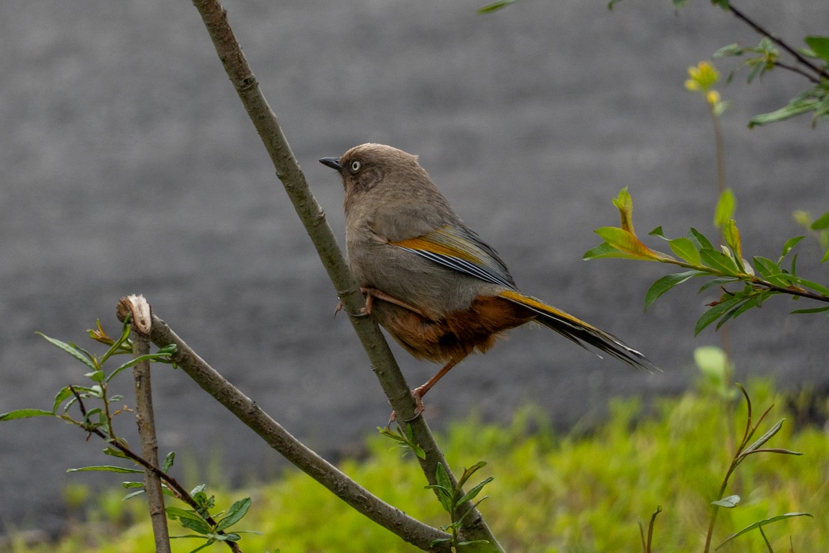 Elliot's Laughingthrush - ML646648155