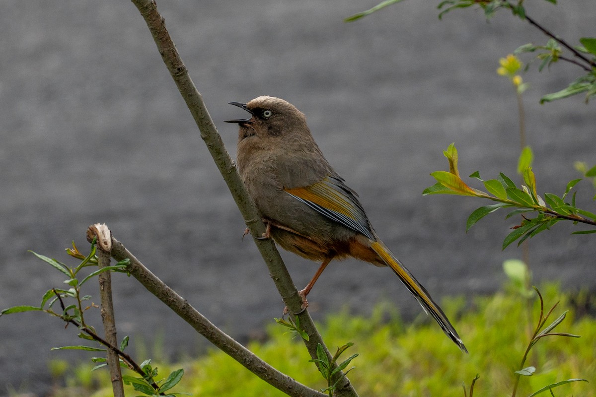 Elliot's Laughingthrush - ML646648156