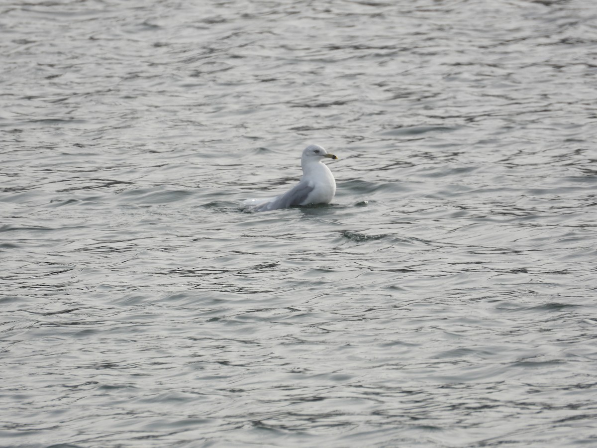 Ring-billed Gull - ML646648158