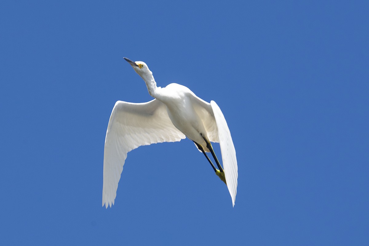 Snowy Egret - ML646648167