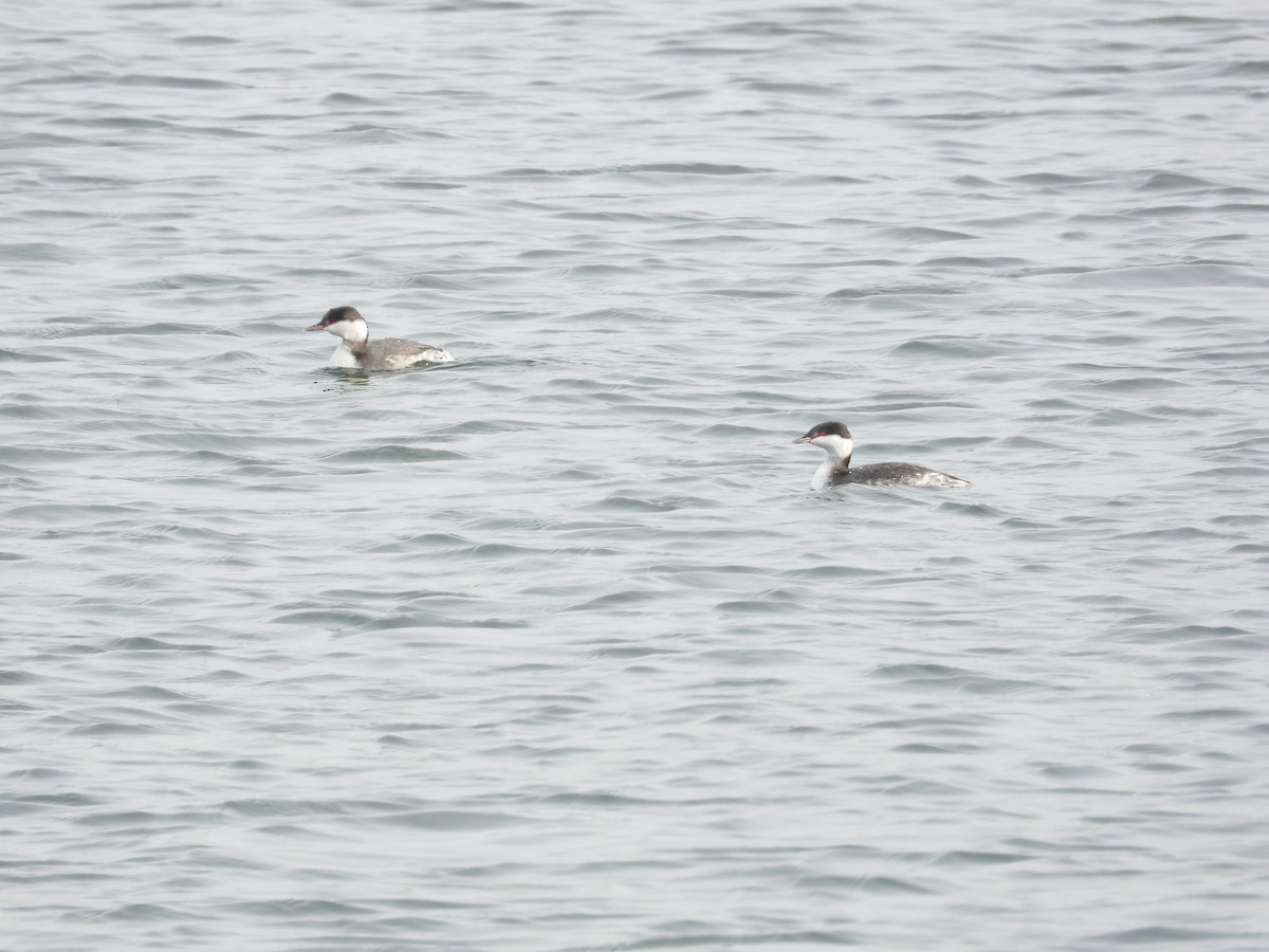 Horned Grebe - ML646648168
