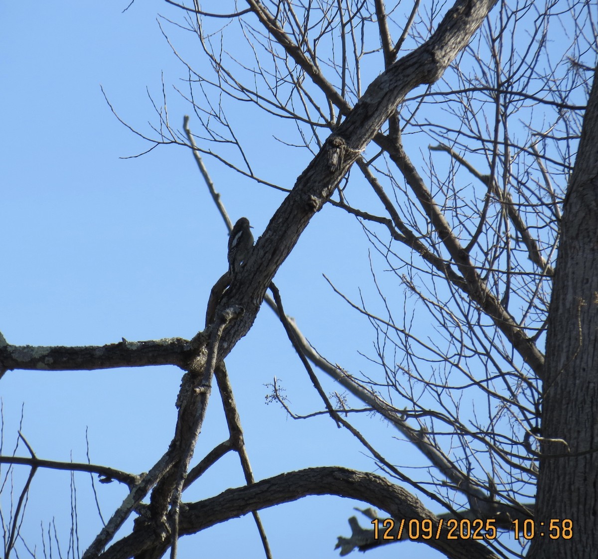 Yellow-bellied Sapsucker - ML646648169