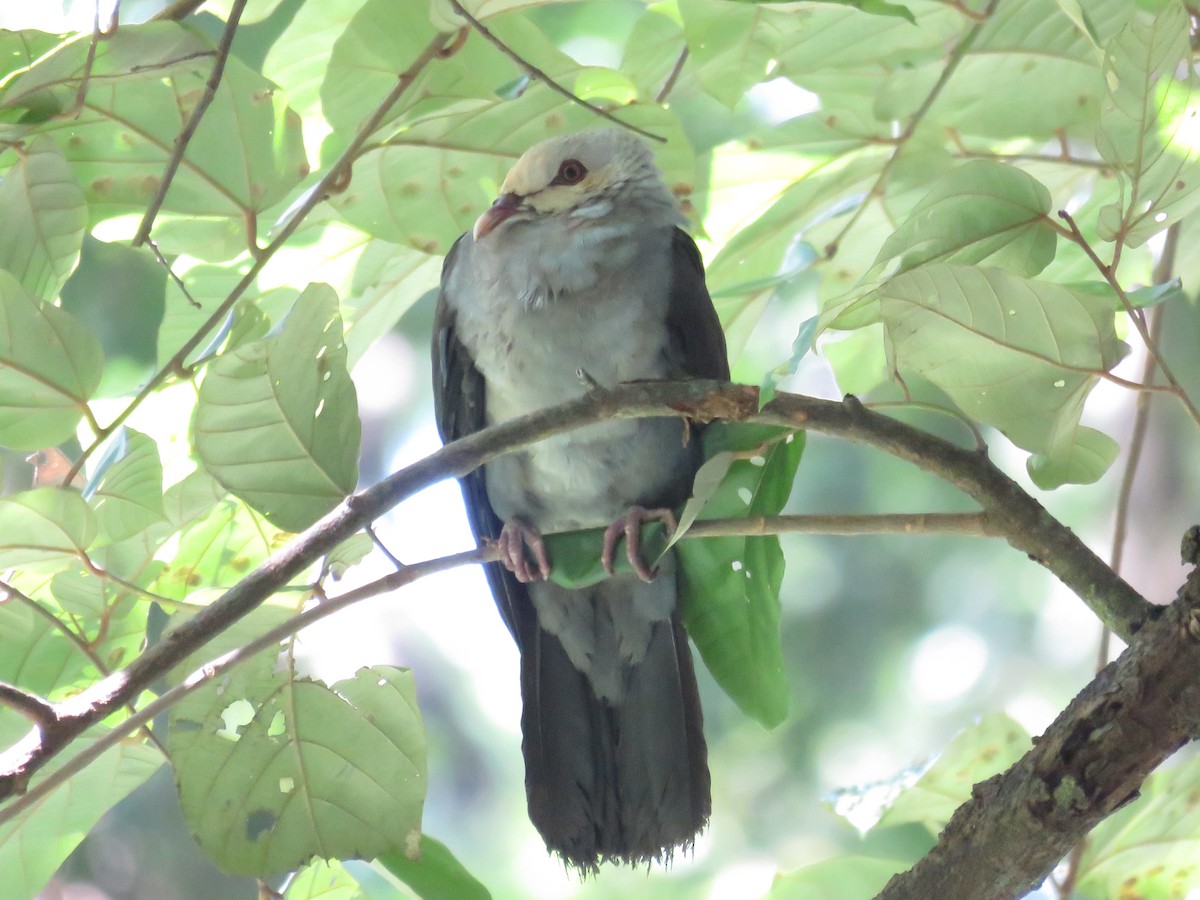 Andaman Güvercini - ML646648175