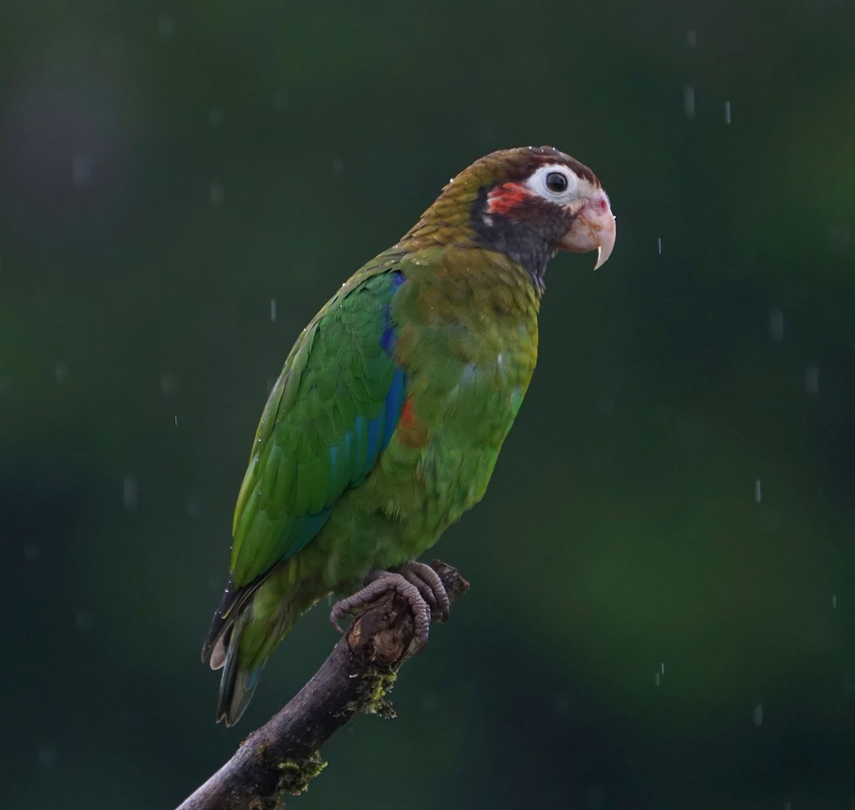 Brown-hooded Parrot - ML646648177