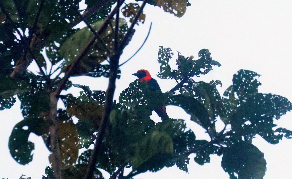 Red-vented Malimbe - ML646648178