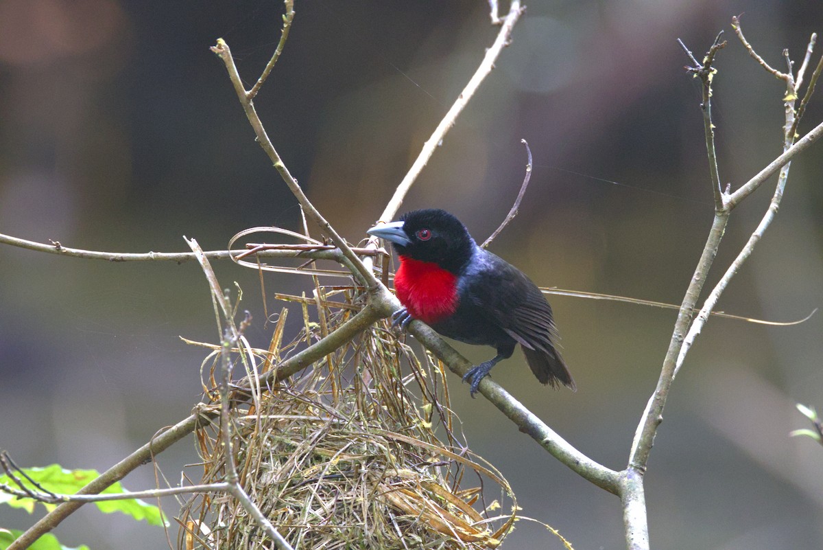 Blue-billed Malimbe - ML646648180