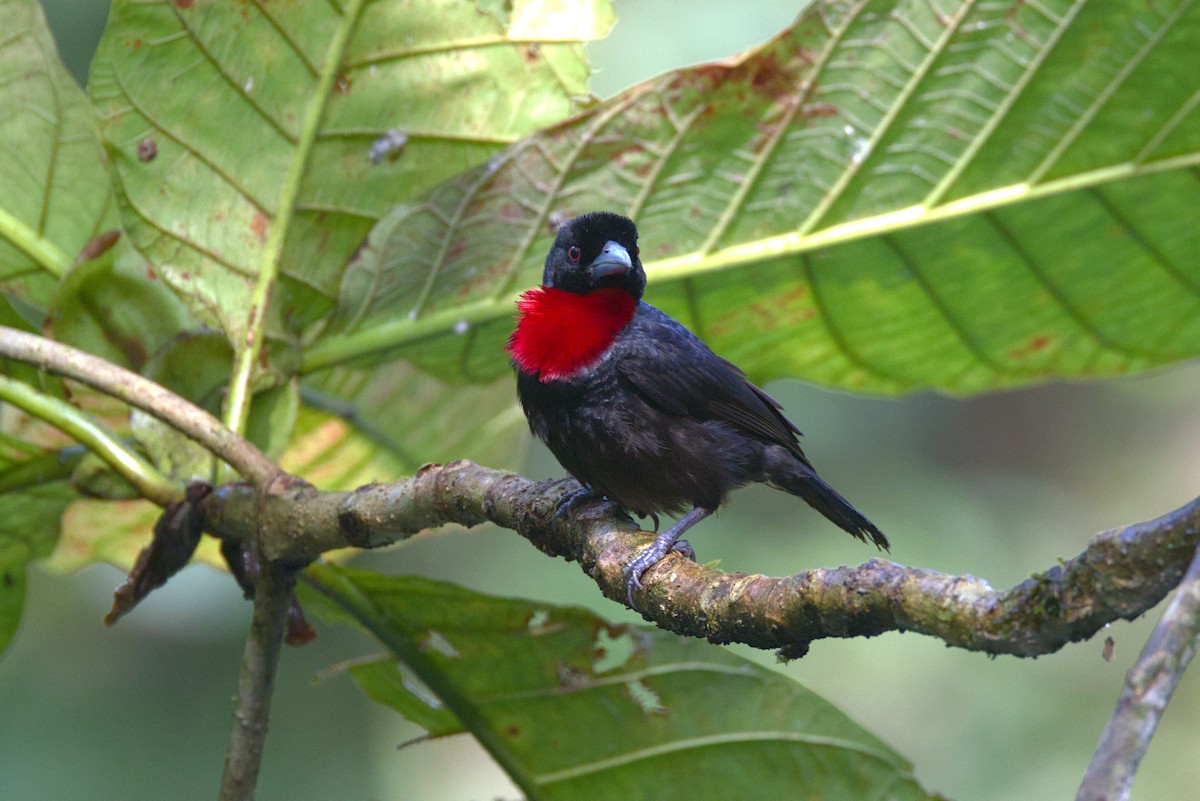 Blue-billed Malimbe - ML646648181