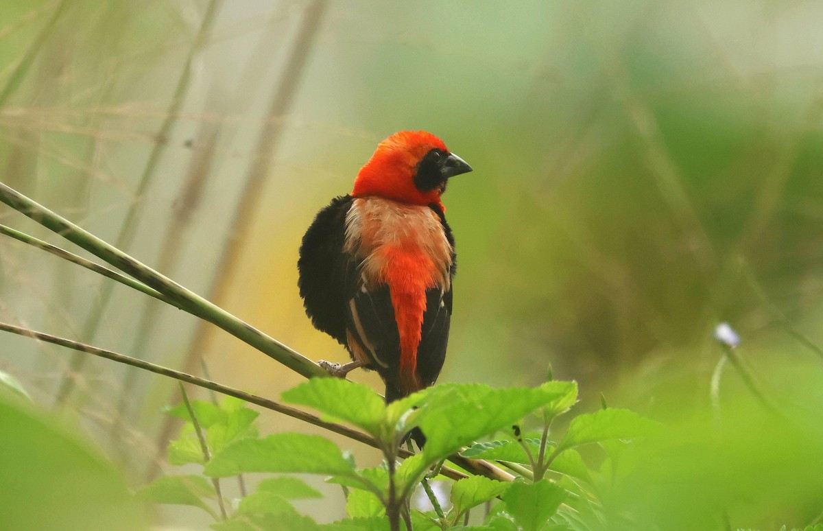 Black-winged Bishop - ML646648188