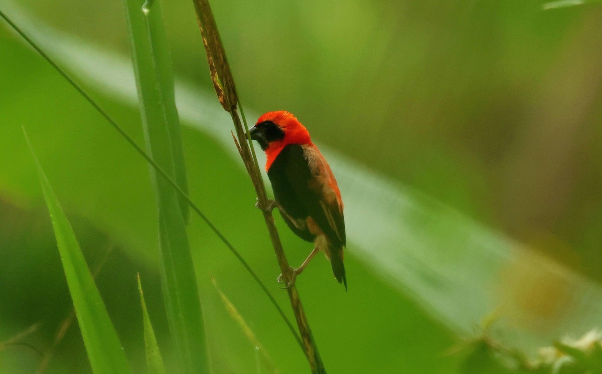 Black-winged Bishop - ML646648189