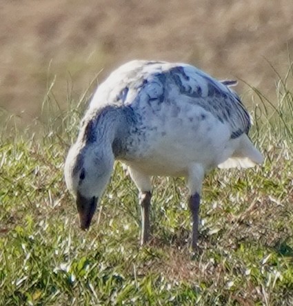 snøgås - ML646648190