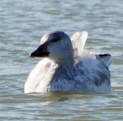 snøgås - ML646648191