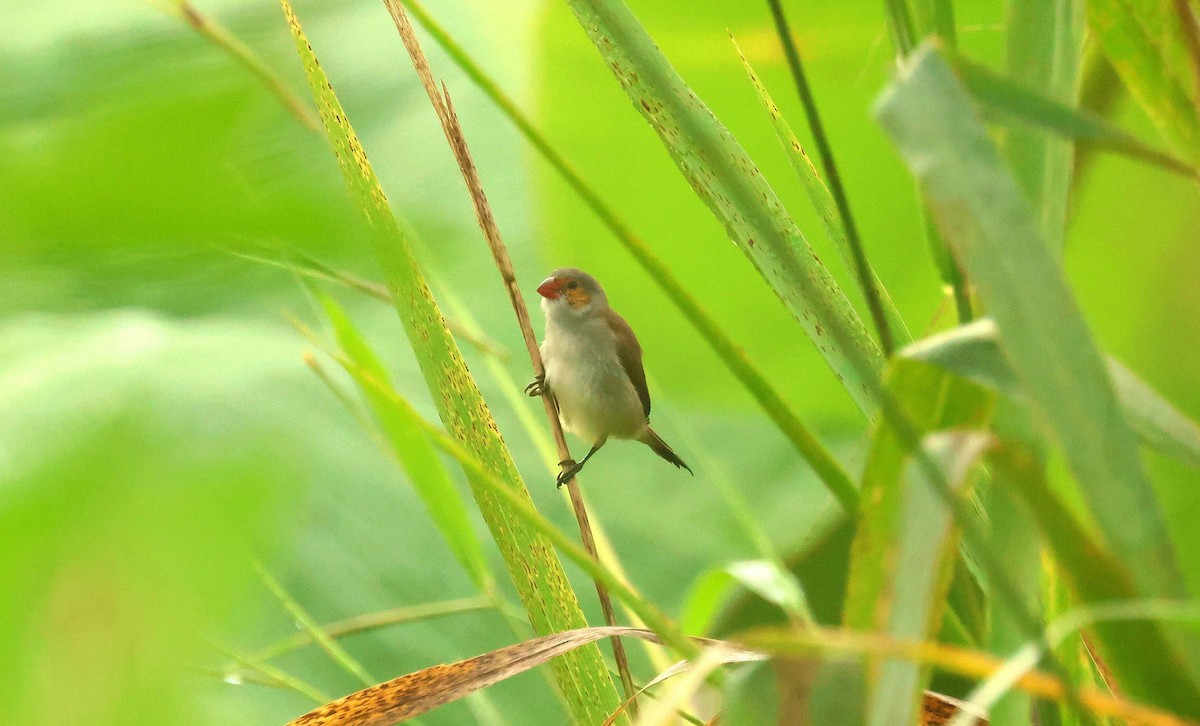 Orange-cheeked Waxbill - ML646648192