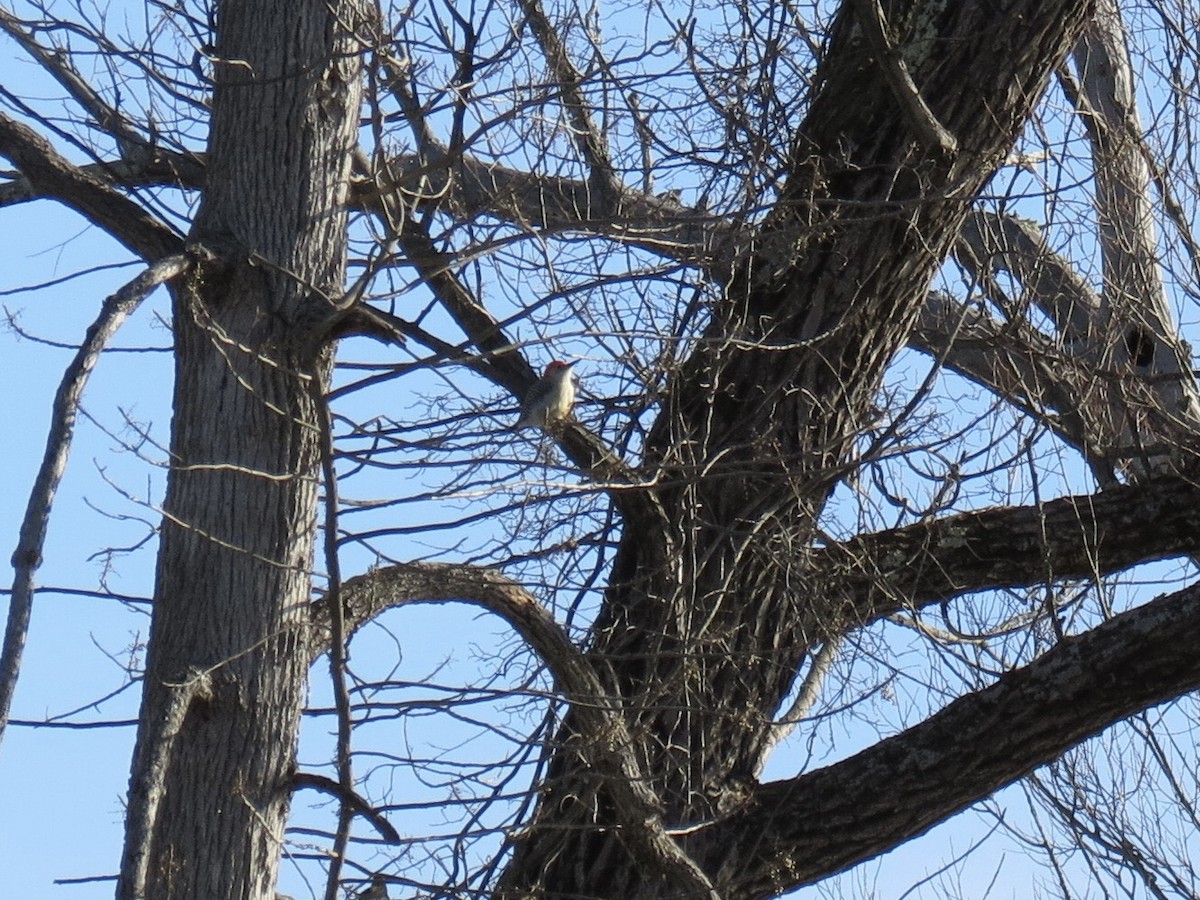 Red-bellied Woodpecker - ML646648197