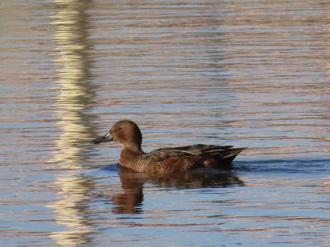 Cinnamon Teal - ML646648198