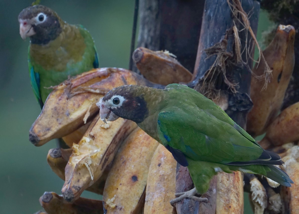 Brown-hooded Parrot - ML646648199