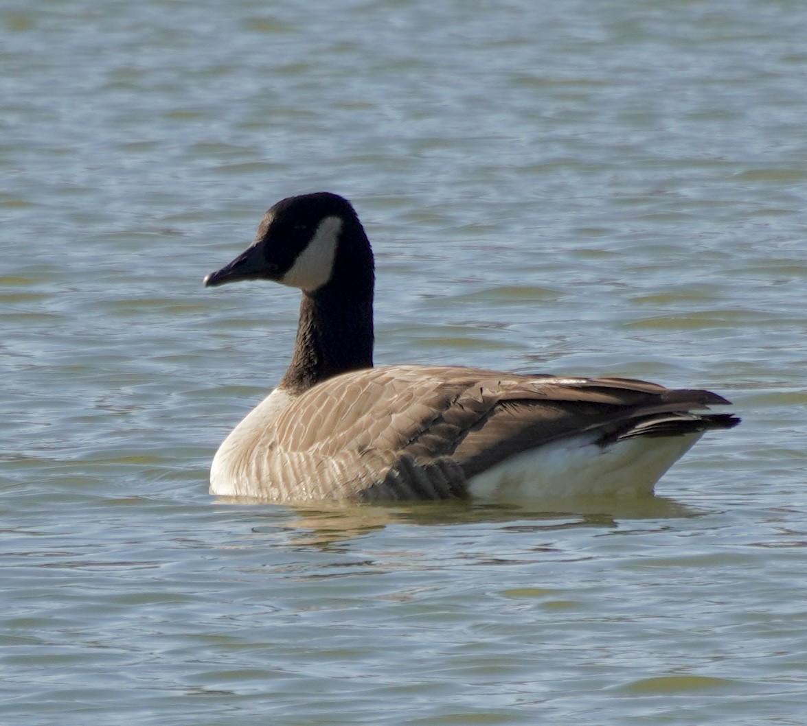 kanadagås - ML646648200