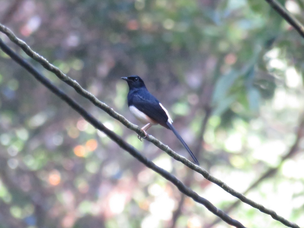 Andaman Şaması - ML646648201