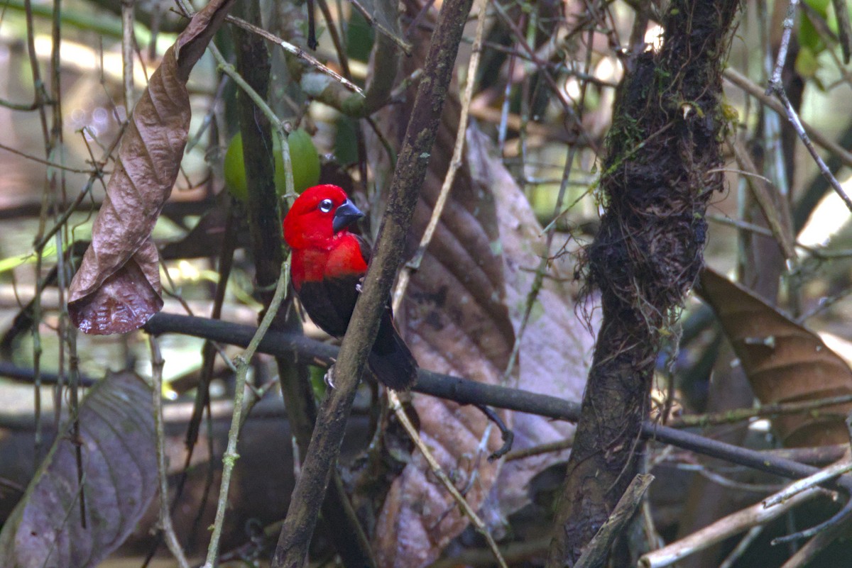 Black-bellied Seedcracker - ML646648202