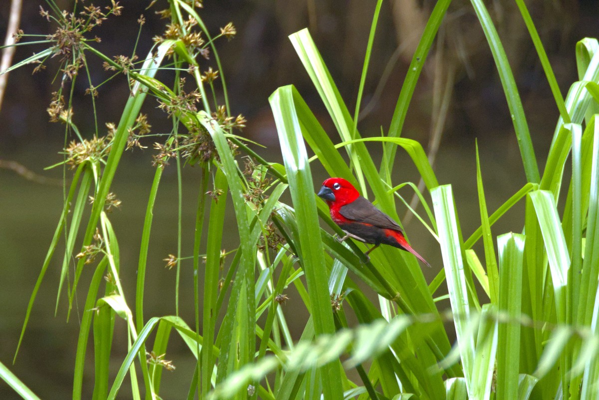 Black-bellied Seedcracker - ML646648203