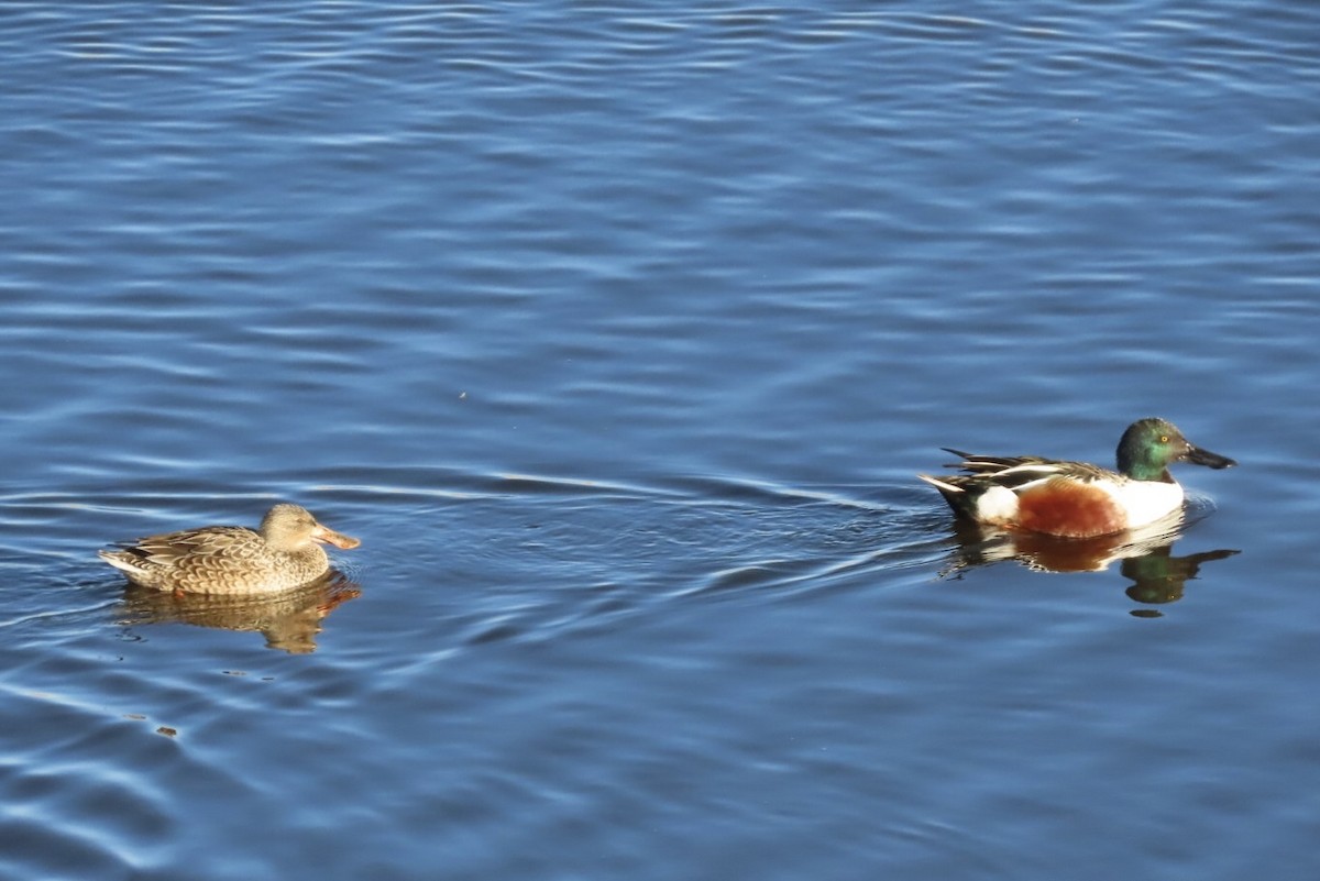 Northern Shoveler - ML646648204