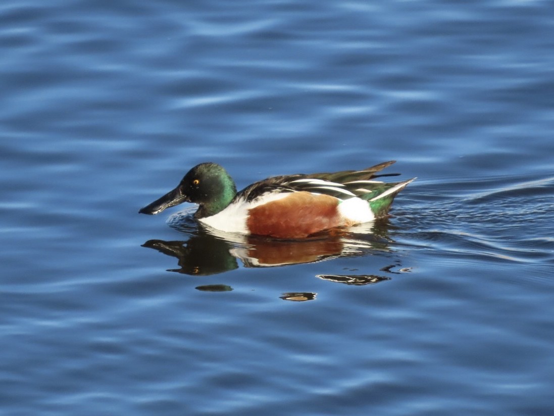 Northern Shoveler - ML646648205