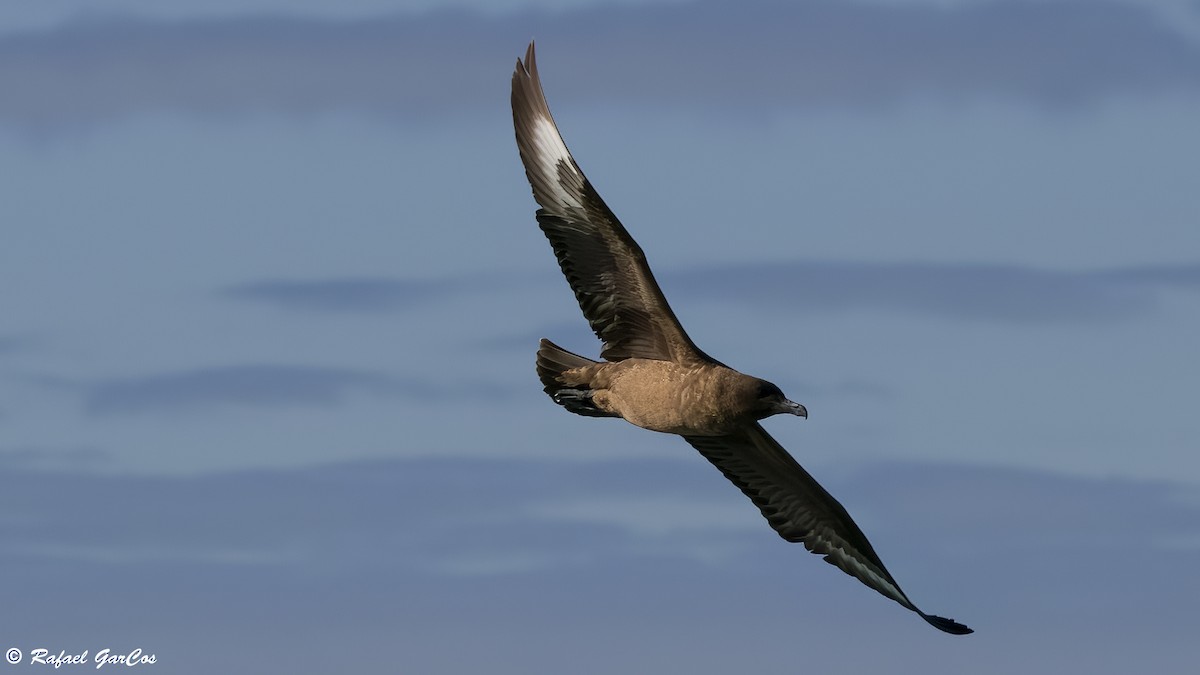 Great Skua - ML646648207