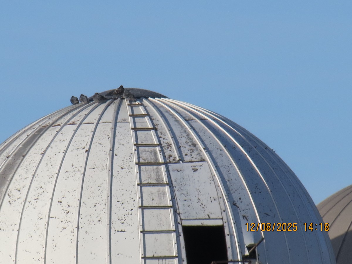 Rock Pigeon (Feral Pigeon) - ML646648208